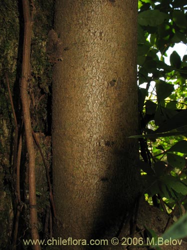 Bild von Laureliopsis philippiana (Tepa / Laurela). Klicken Sie, um den Ausschnitt zu vergrössern.